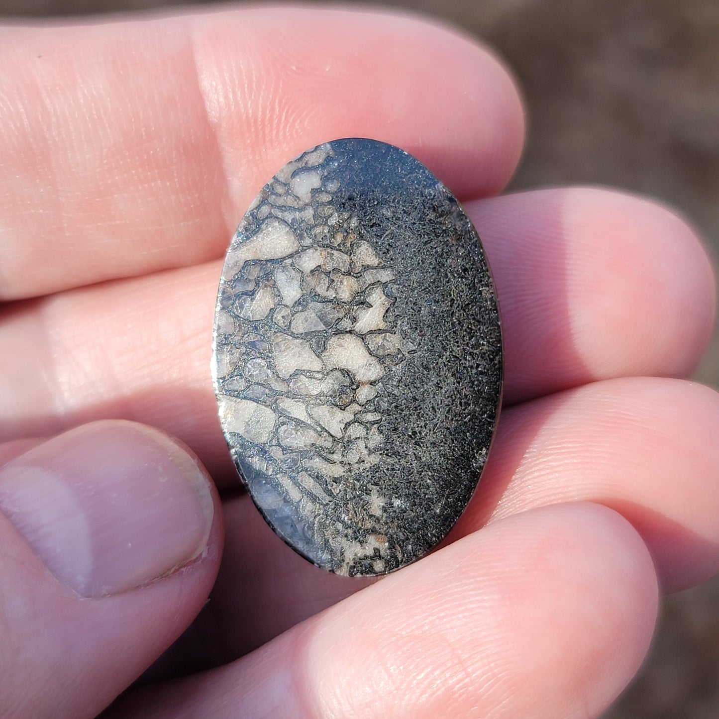 Wyoming Dinosaur Bone Cabochon