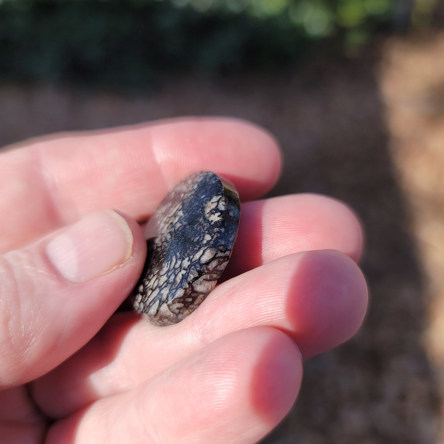 Wyoming Dinosaur Bone Cabochon