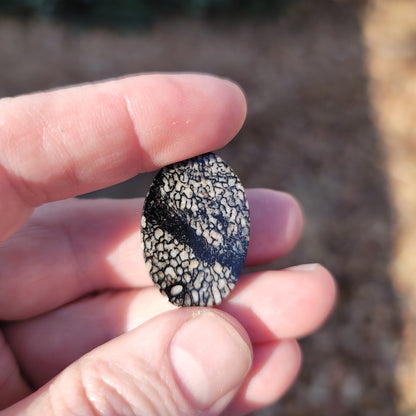 Wyoming Dinosaur Bone Cabochon