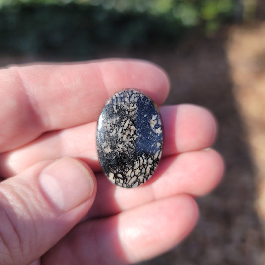 Wyoming Dinosaur Bone Cabochon