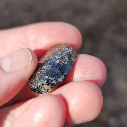 Wyoming Dinosaur Bone Cabochon