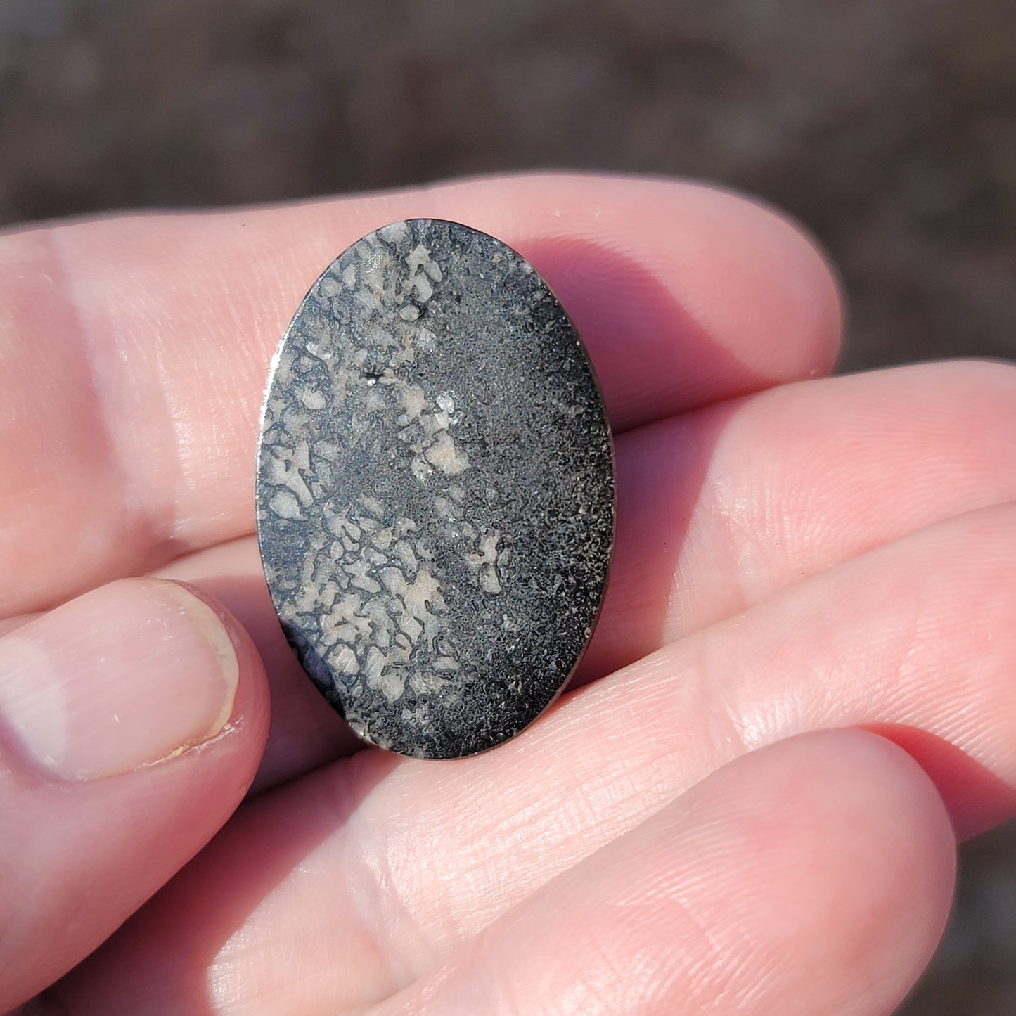 Wyoming Dinosaur Bone Cabochon