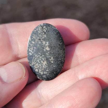 Wyoming Dinosaur Bone Cabochon