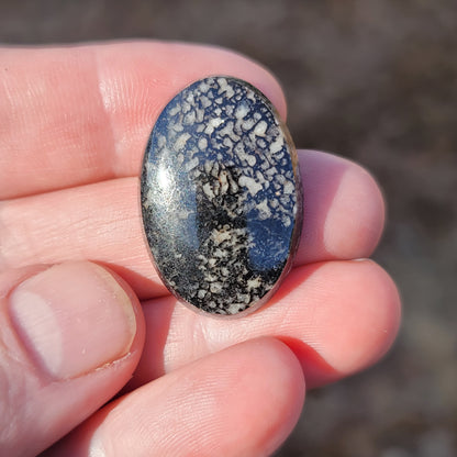 Wyoming Dinosaur Bone Cabochon