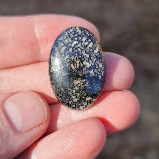 Wyoming Dinosaur Bone Cabochon