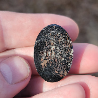 Wyoming Dinosaur Bone Cabochon