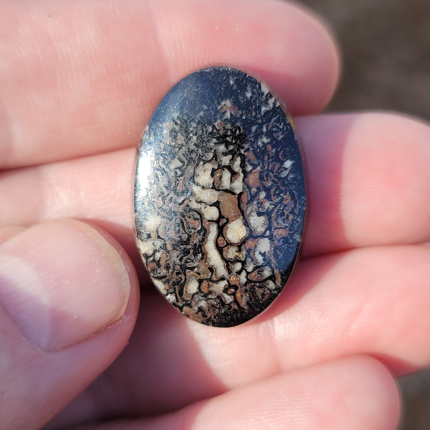 Wyoming Dinosaur Bone Cabochon