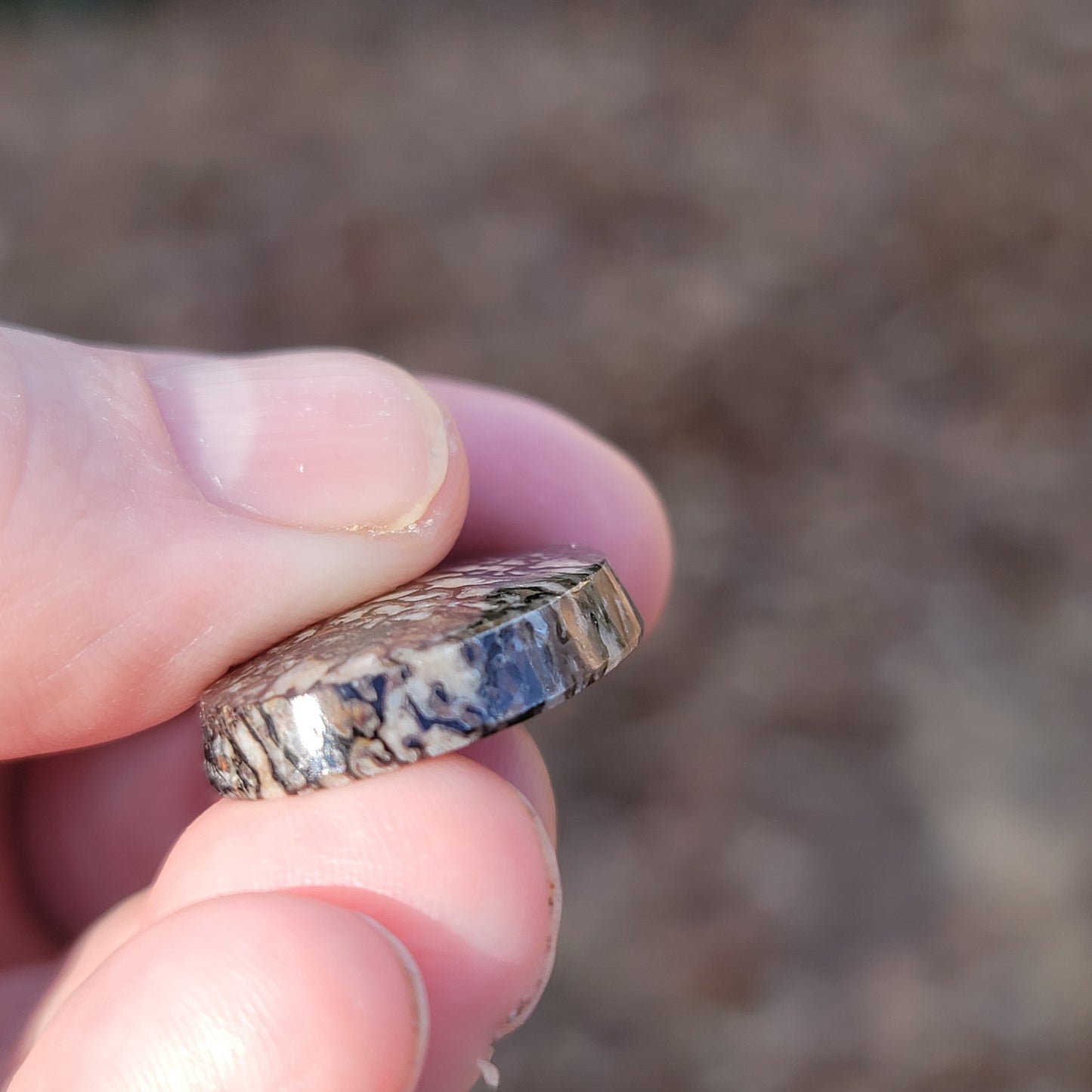 Wyoming Dinosaur Bone Cabochon