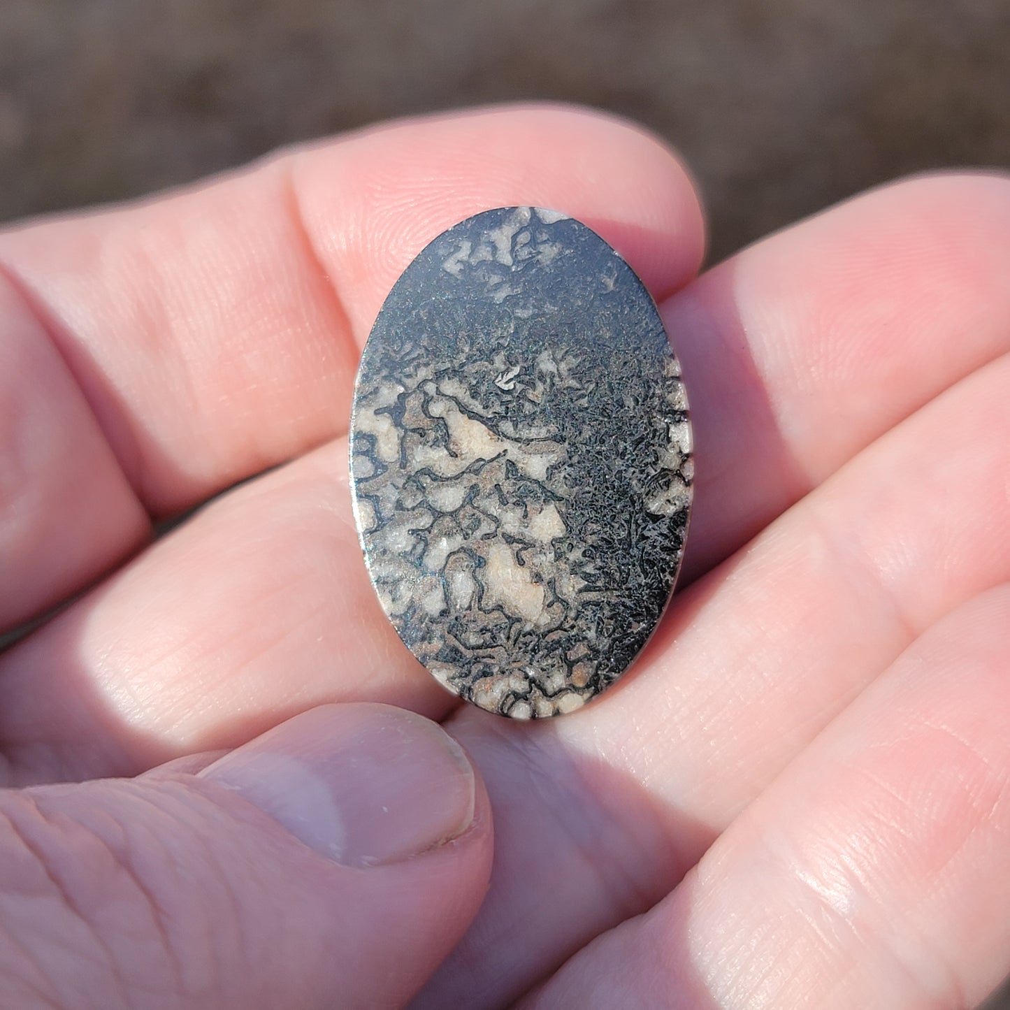 Wyoming Dinosaur Bone Cabochon