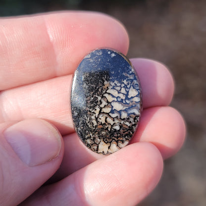 Wyoming Dinosaur Bone Cabochon