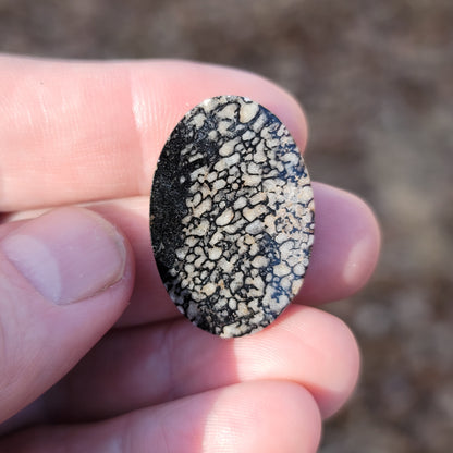 Wyoming Dinosaur Bone Cabochon