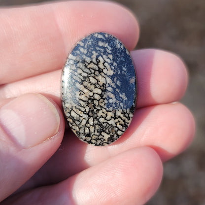 Wyoming Dinosaur Bone Cabochon