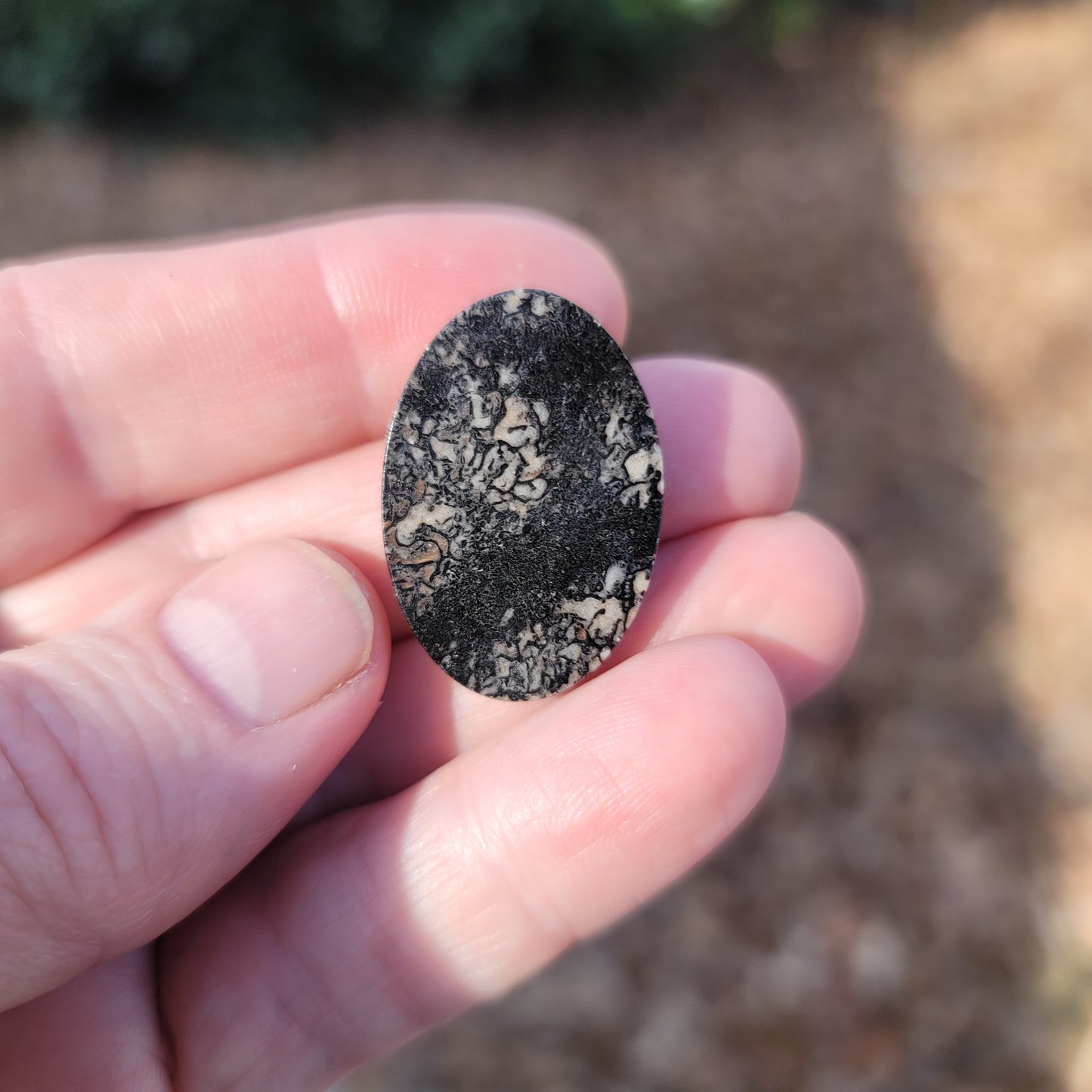 Wyoming Dinosaur Bone Cabochon