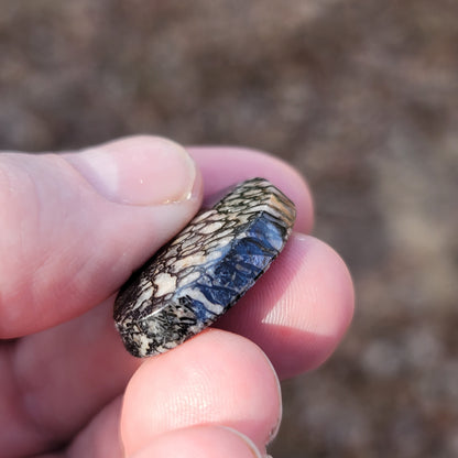 Wyoming Dinosaur Bone Cabochon