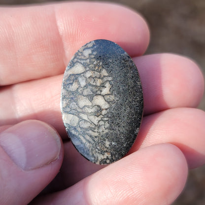 Wyoming Dinosaur Bone Cabochon