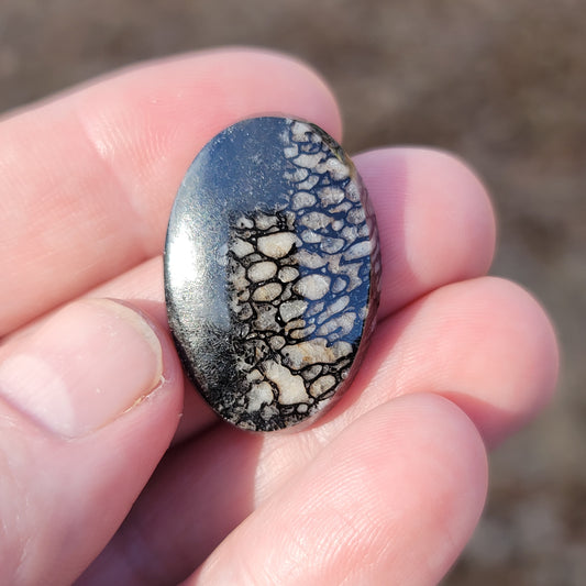 Wyoming Dinosaur Bone Cabochon