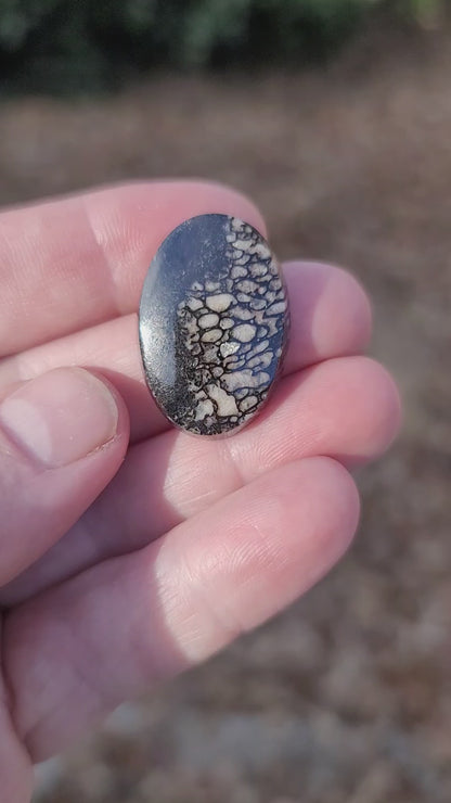 Wyoming Dinosaur Bone Cabochon