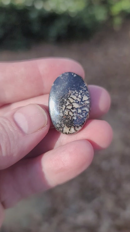 Wyoming Dinosaur Bone Cabochon