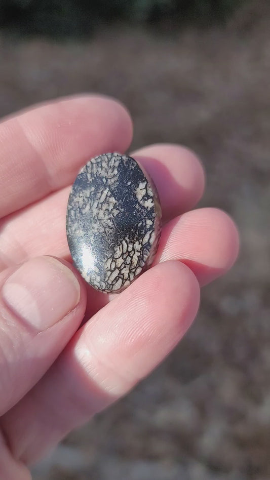 Wyoming Dinosaur Bone Cabochon