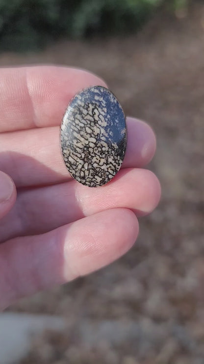 Wyoming Dinosaur Bone Cabochon