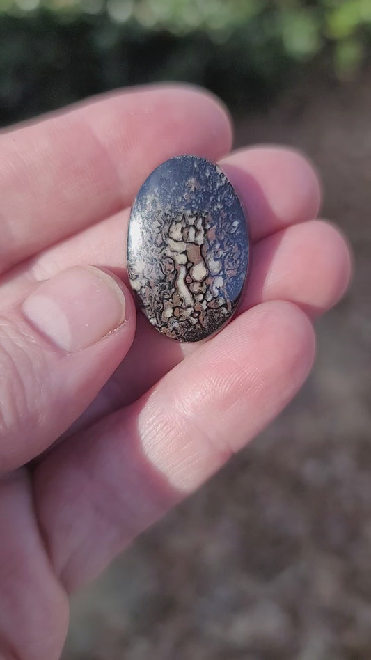 Wyoming Dinosaur Bone Cabochon